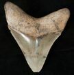 Glossy, Serrated Megalodon Tooth #14486-2